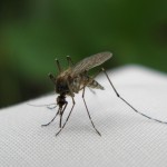 komar-makro-owad